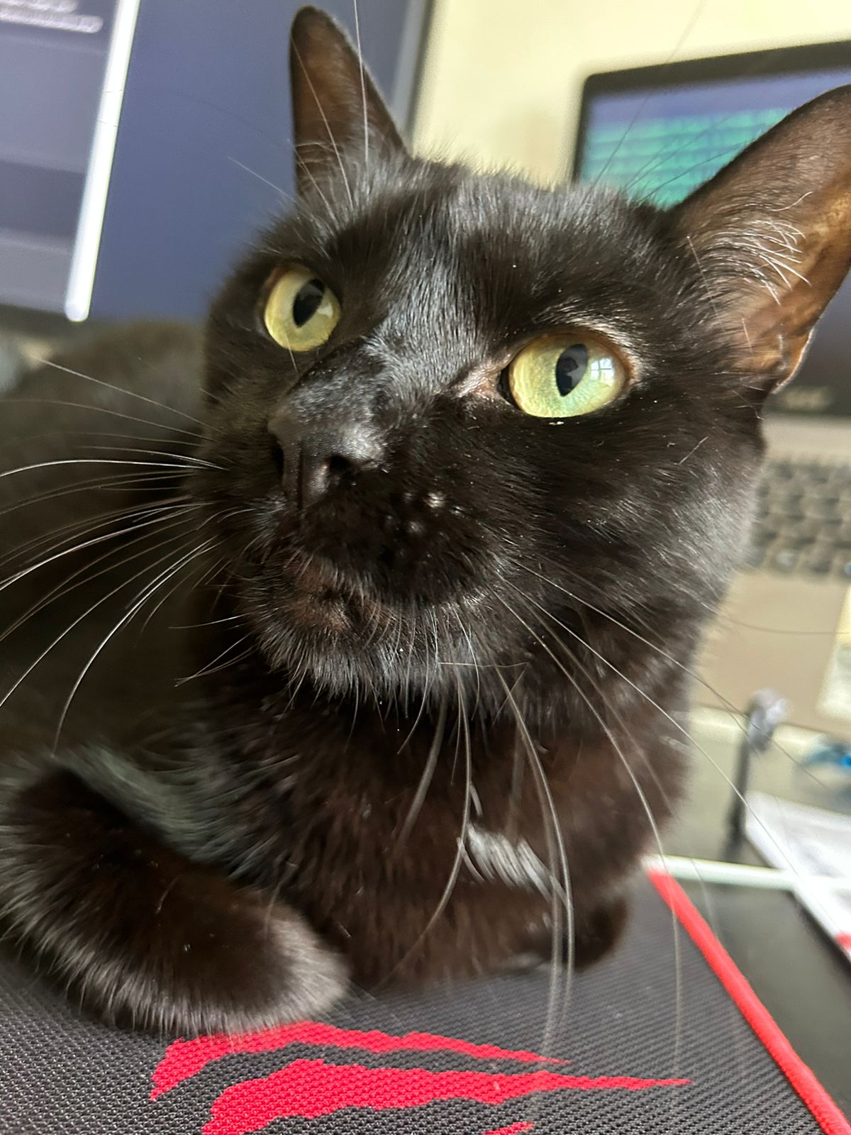 neca-the-cat.jpeg