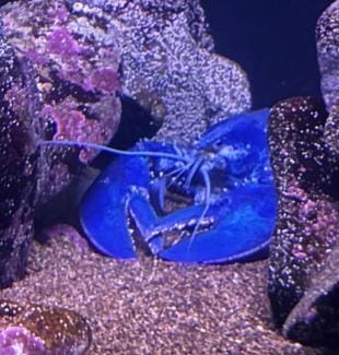 blue_lobster.jpeg