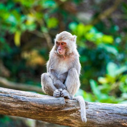 monkey.jpeg
