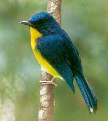 bird.jpeg