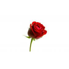 rose.jpeg
